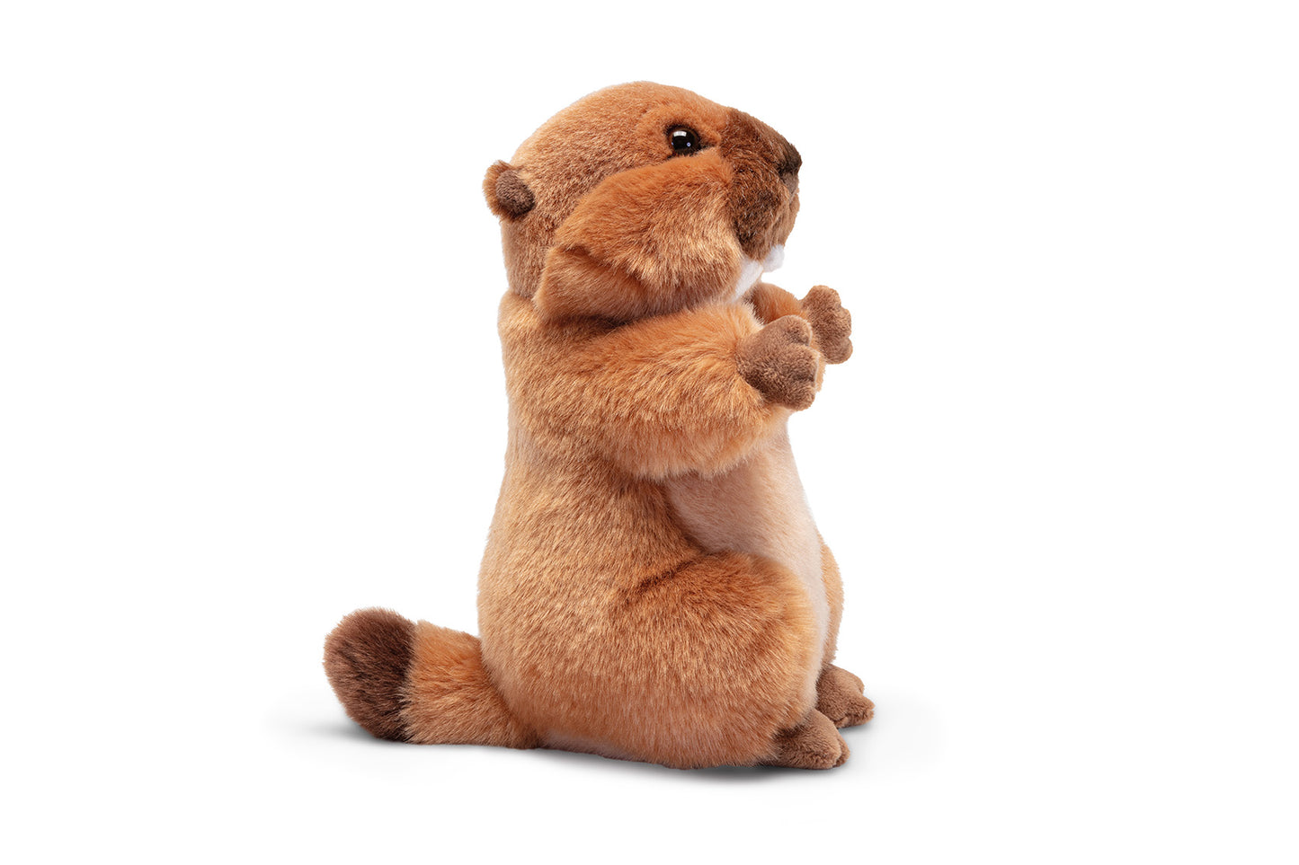 Classic Forest Marmot / Large Ground Squirrel - 30cm