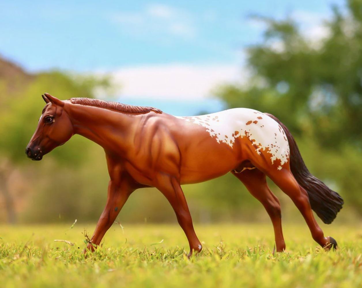 Chocolatey Appaloosa Horse Stallion