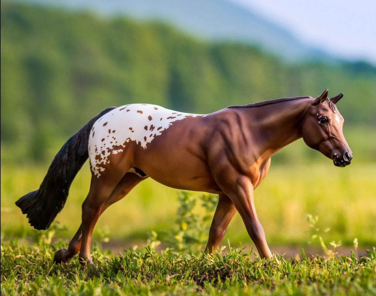 Chocolatey Appaloosa Horse Stallion