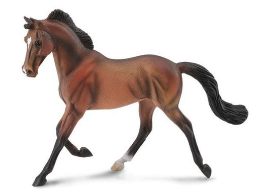 Bay Thoroughbred Mare