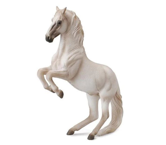 Lipizzaner Stallion