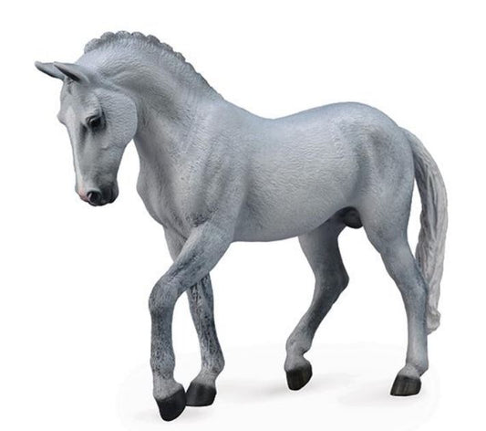 Grey Trakehner Stallion