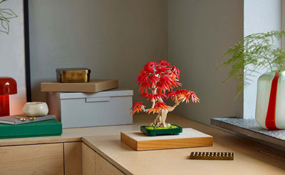 Botanicals Japanese Red Maple Bonsai Tree