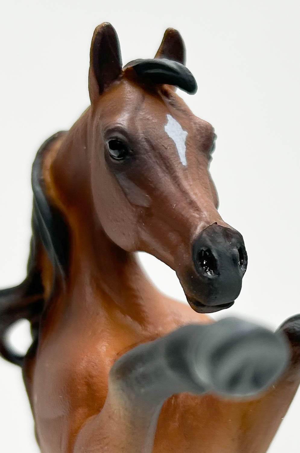 Arabian Rearing Stallion Bay