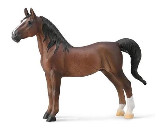 American Saddlebred Stallion
