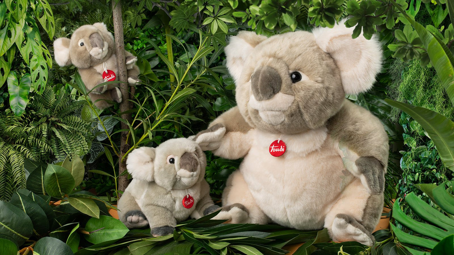 Classic Exotic Koala Jamin - XL 49cm