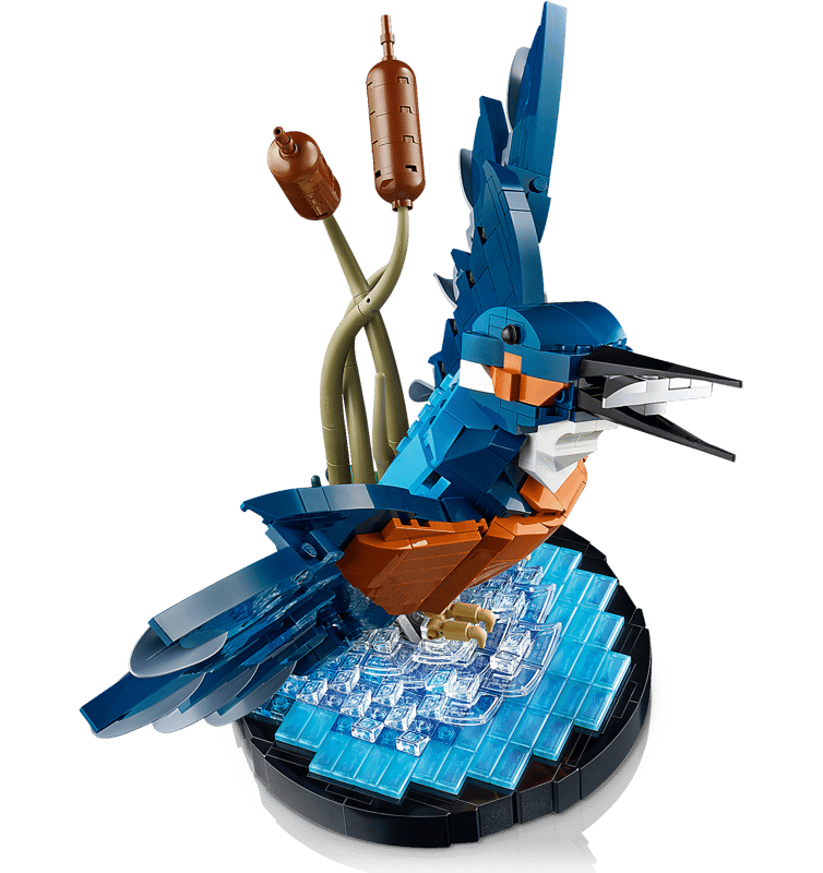 Kingfisher Bird