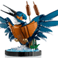 Kingfisher Bird