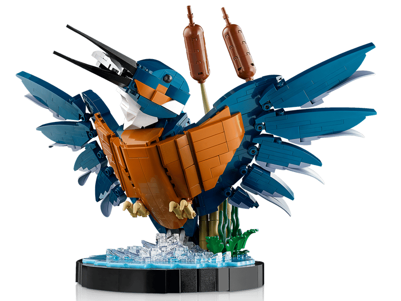 Kingfisher Bird