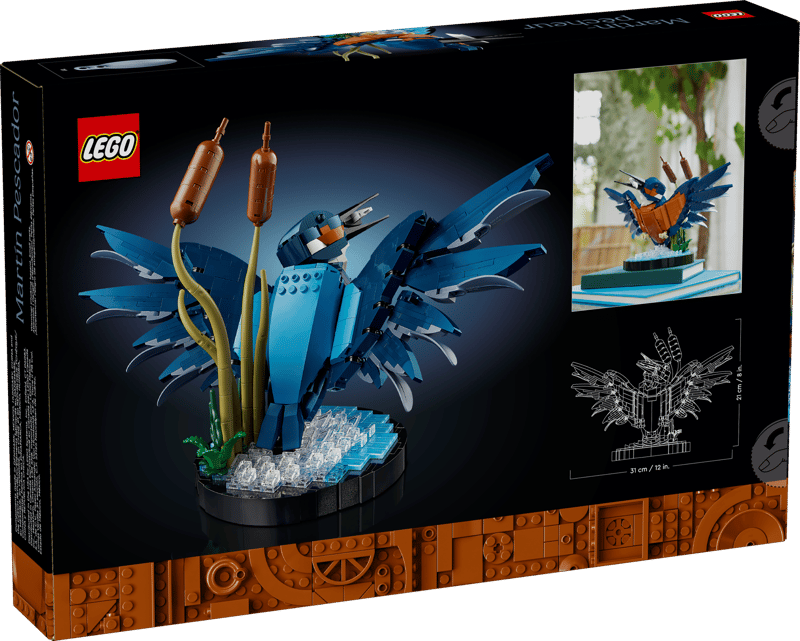 Kingfisher Bird