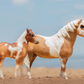 Breyer Misty and Storm Model & Book Set