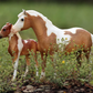 Breyer Misty and Storm Model & Book Set