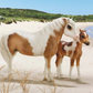 Breyer Misty and Storm Model & Book Set