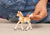 Haflinger Foal - 8cm