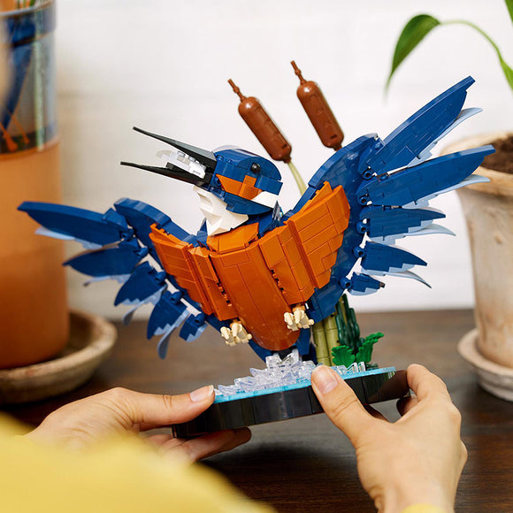 Kingfisher Bird