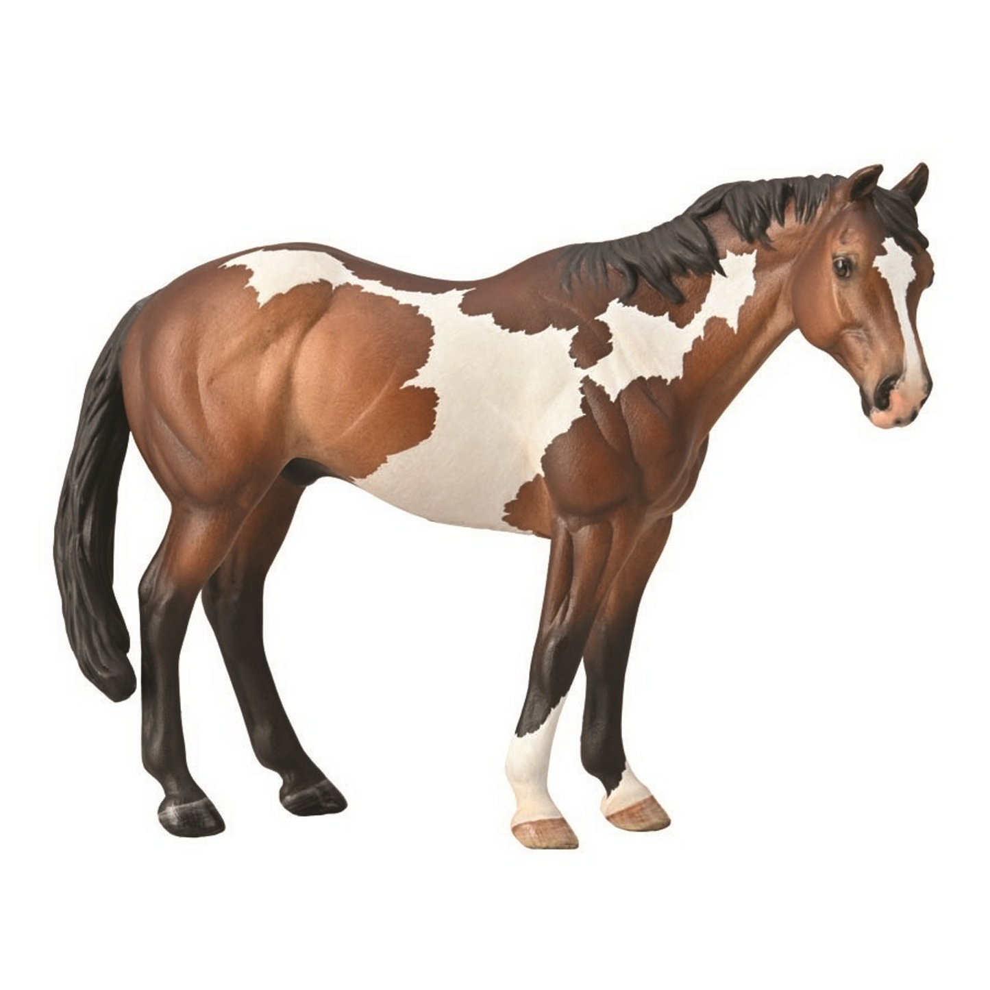 Appaloosa Stallion Paint Horse Bay Overo