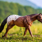 Chocolatey Appaloosa Horse Stallion