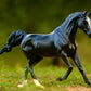 KB Omega Fahim Champion Arabian Stallion