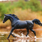 KB Omega Fahim Champion Arabian Stallion