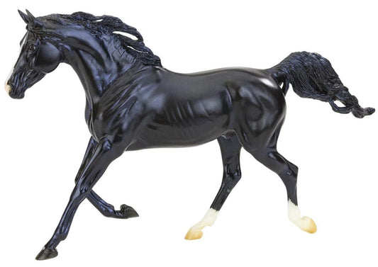 KB Omega Fahim Champion Arabian Stallion