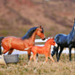 Spanish Mustang Family