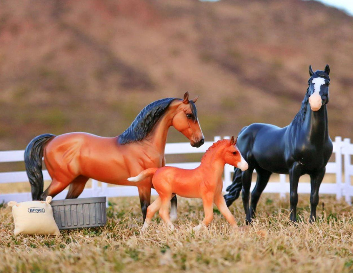 Spanish Mustang Family