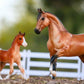 Spanish Mustang Family