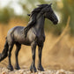 Friesian Stallion