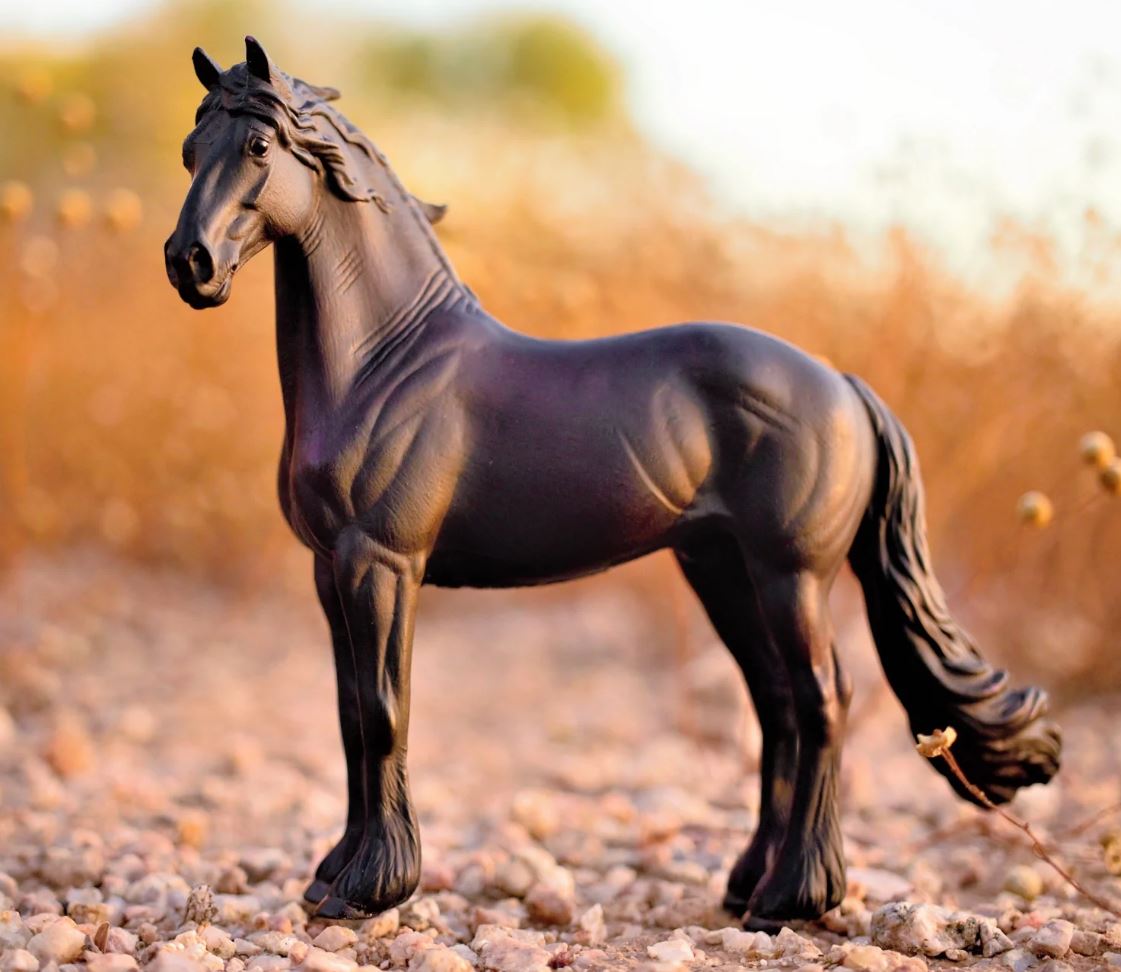 Friesian Stallion