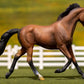 Bay Thoroughbred Mare