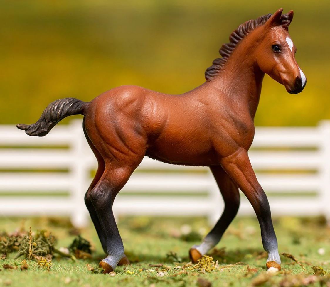 Bay Quarter Horse Foal