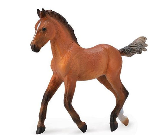 Bay Hanoverian Foal