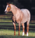 Breyer Peptoboonsmal American Quarter Horse Stallion