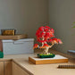 Botanicals Japanese Red Maple Bonsai Tree