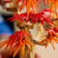 Botanicals Japanese Red Maple Bonsai Tree