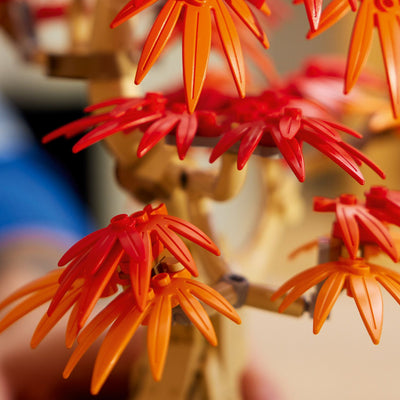 Botanicals Japanese Red Maple Bonsai Tree