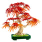 Botanicals Japanese Red Maple Bonsai Tree