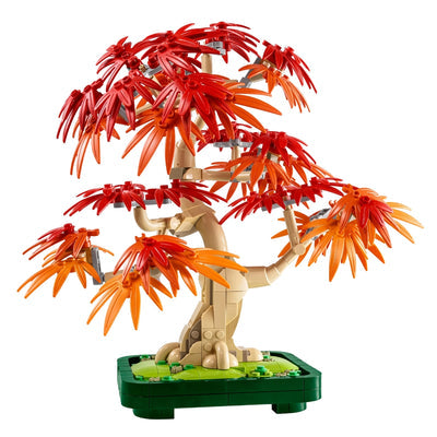Botanicals Japanese Red Maple Bonsai Tree