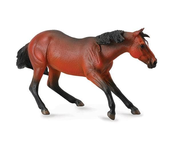 Quarter Horse Stallion Bay