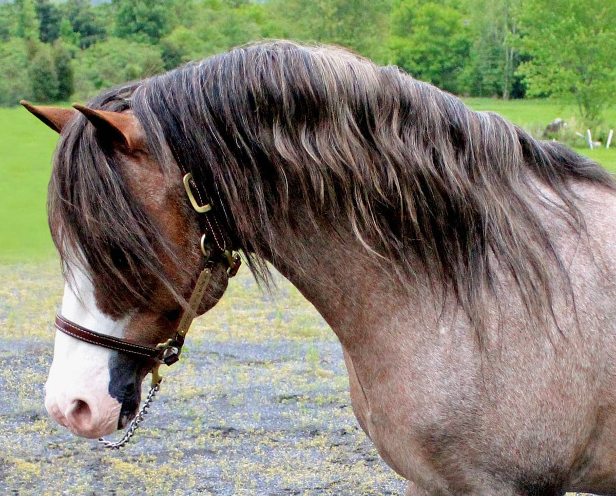 Breyer Brookside Pink Magnum Welsh Pony Stallion