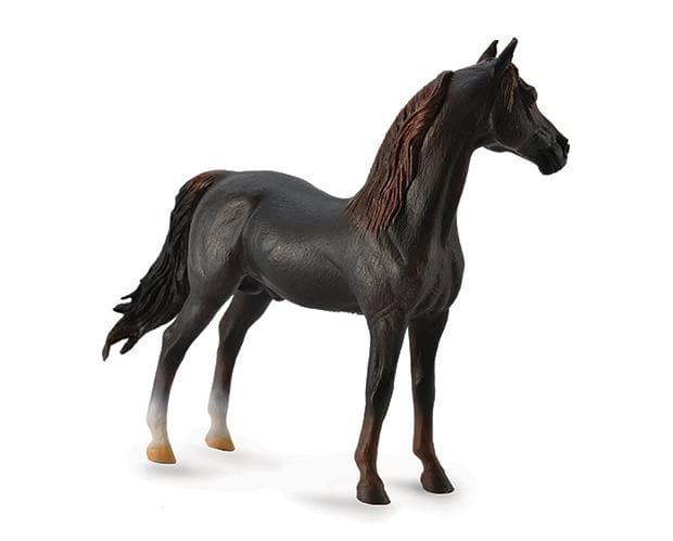 Morgan Stallion Chestnut