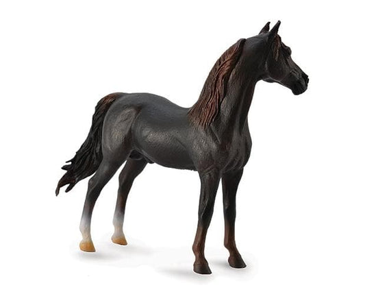 Morgan Stallion Chestnut
