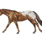 Chocolatey Appaloosa Horse Stallion