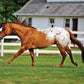 Chocolatey Appaloosa Horse Stallion