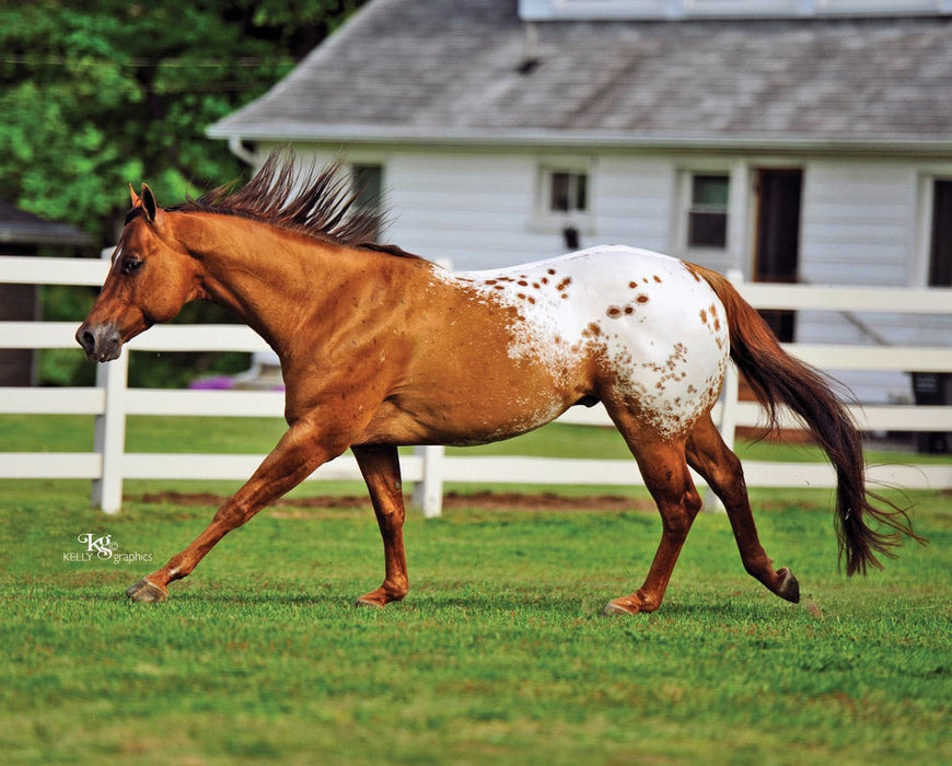 Chocolatey Appaloosa Horse Stallion