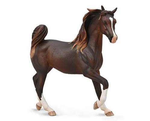Arabian Mare Liver chestnut