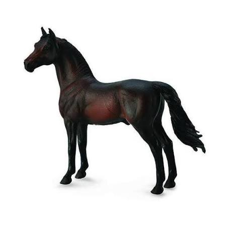 Morgan Stallion Bay