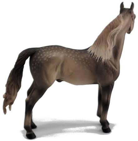 Morgan Stallion