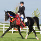 KB Omega Fahim Champion Arabian Stallion