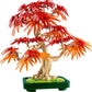 Botanicals Japanese Red Maple Bonsai Tree